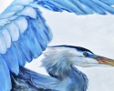 eve-mccauley-heron-in-flight