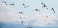 jerry-eisner-snow-geese-and-mount-baker0je6648