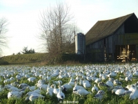 jo-beeman-dry-slough-barn-and-geese