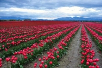 tulip-field-001