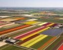 tulip-fields-from-air