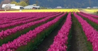 tulip-fields2007
