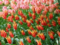 tulips-up-close