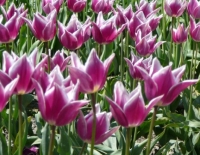 tulips-variated