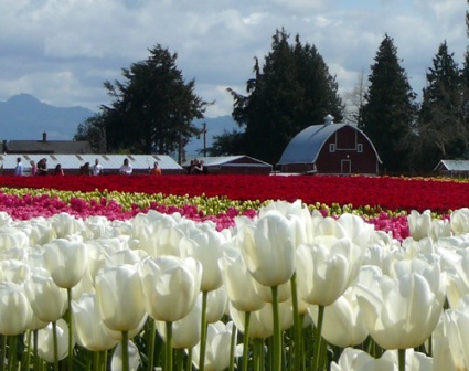tulips-and-barn2