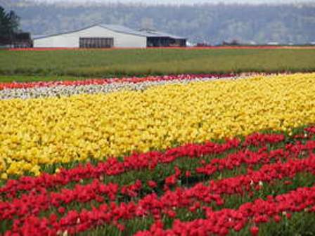 tulip-fields