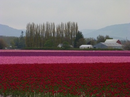 tulips-last-day-2011