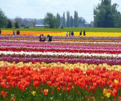 tulips-multicolored-7