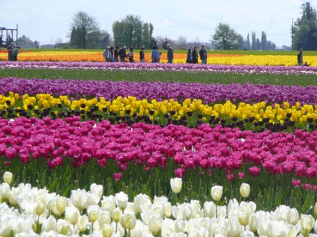 tulips-multicolored-field