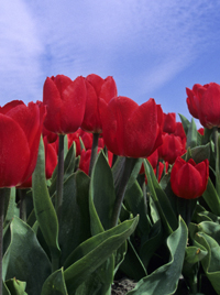 tulips_red