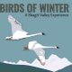birds_of_winter_skagit