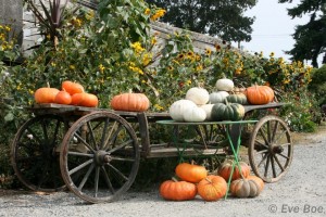 Fall Pumpkins Christianson's Nursery 2012