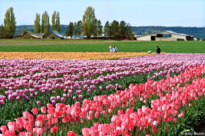 Skagit Valley Tulip Festival Planning Guide Love La Conner