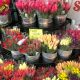 field_tulips_daffodils_pioneer_market