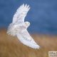 paul-bannick-snowy-owls