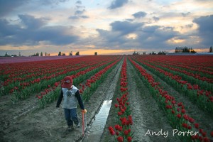 tulip_festival_photography_kids_andy_porter