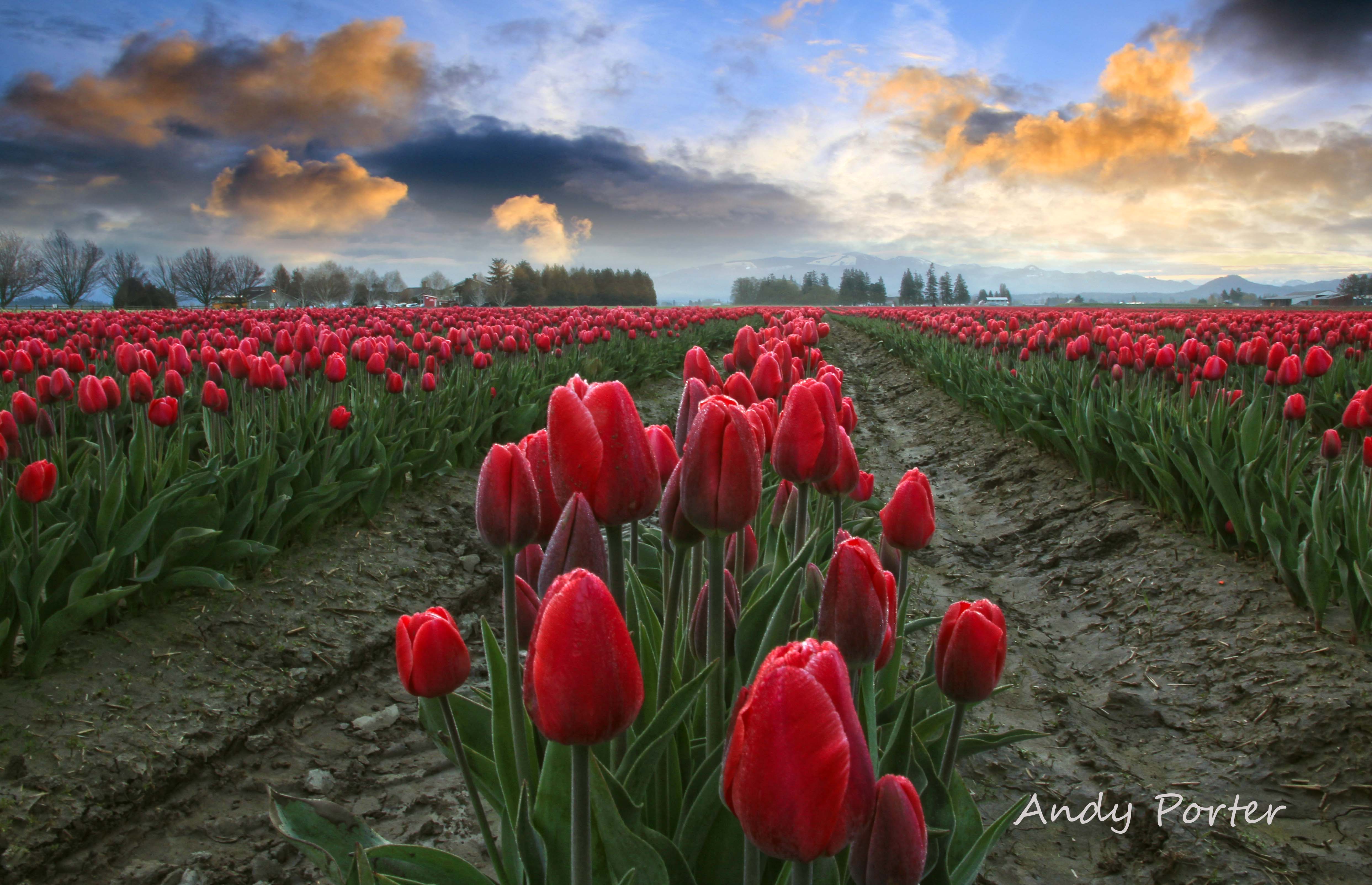 tulip festival photograph